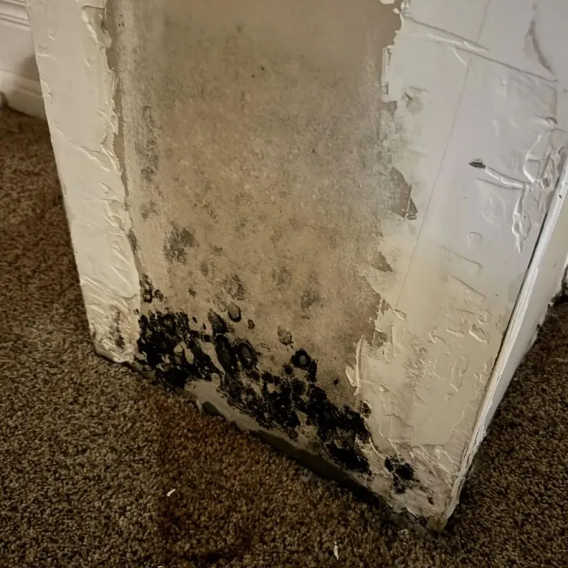 Professional Mold Removal in Hidden Spring, ID
